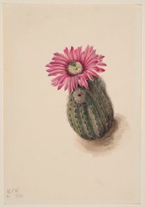  by Mary Vaux Walcott