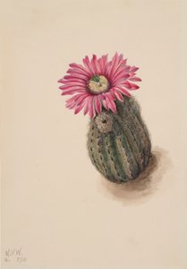 Türkiye Başı Kaktüs Echinocereus perbellus, 1930. by Mary Vaux Walcott