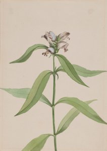  by Mary Vaux Walcott