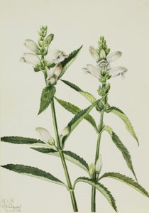 Kaplumbağabaşı Chelone glabra, 1926. by Mary Vaux Walcott