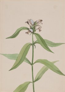 Kaplumbağabaşı Chelone glabra, yak. 1917-1918. by Mary Vaux Walcott
