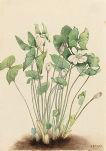  by Mary Vaux Walcott