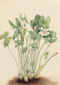 İkiz yapraklı Jeffersonia diphylla, 1919. by Mary Vaux Walcott