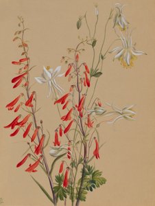  by Mary Vaux Walcott