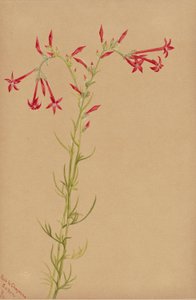  by Mary Vaux Walcott