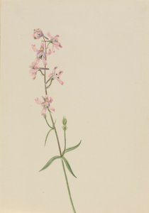 İsimsiz--Çiçek Çalışması by Mary Vaux Walcott