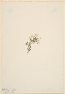 İsimsiz--Çiçek Çalışması by Mary Vaux Walcott