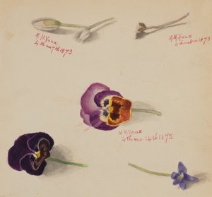 Başlıksız -- Çiçek Çalışması, 1873. by Mary Vaux Walcott