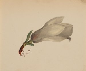 Başlıksız -- Çiçek Çalışması, 1876. by Mary Vaux Walcott