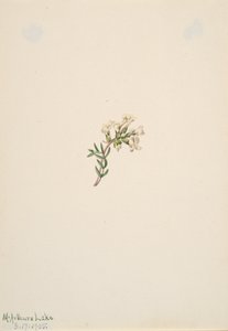 Başlıksız -- Çiçek Çalışması, 1905. by Mary Vaux Walcott