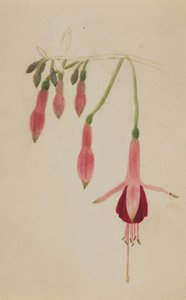 İsimsiz--Çiçek Çalışması, yak. 1872-1874. by Mary Vaux Walcott