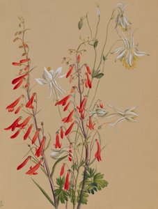 İsimsiz--Çiçek Çalışması, yak. 1883-1900. by Mary Vaux Walcott