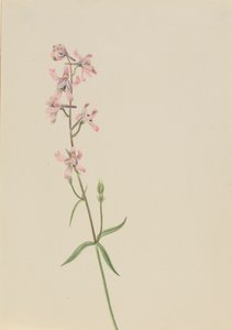 İsimsiz--Çiçek Çalışması, yak. 1900-1930. by Mary Vaux Walcott