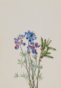 İsimsiz--Çiçek Çalışması, yak. 1900-1930. by Mary Vaux Walcott