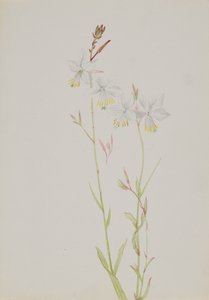 Başlıksız--Çiçek Çalışması, n.d. by Mary Vaux Walcott