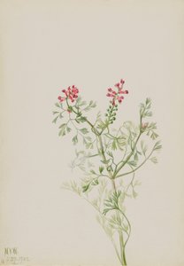 İsimsiz--Bitki Çalışması by Mary Vaux Walcott