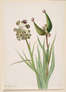 by Mary Vaux Walcott
