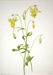  by Mary Vaux Walcott