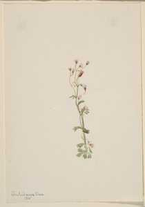  by Mary Vaux Walcott