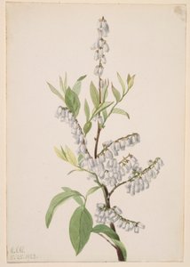 by Mary Vaux Walcott