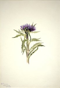  by Mary Vaux Walcott