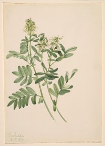  by Mary Vaux Walcott