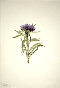 Başlıksız -- Bitki Çalışması, 1904. by Mary Vaux Walcott