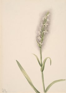 Başlıksız -- Bitki Çalışması, 1904. by Mary Vaux Walcott
