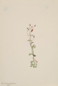 Başlıksız -- Bitki Çalışması, 1905. by Mary Vaux Walcott