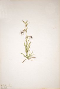 Başlıksız -- Bitki Çalışması, 1917. by Mary Vaux Walcott