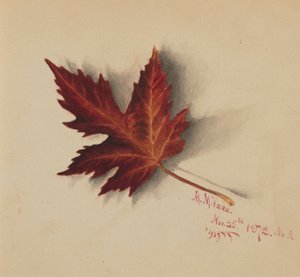  by Mary Vaux Walcott