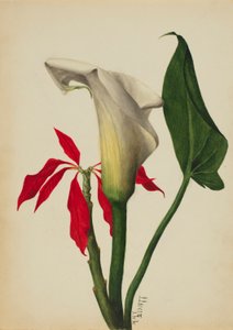  by Mary Vaux Walcott