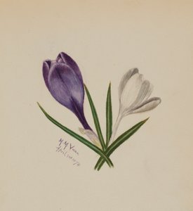 İsimsiz (Çiğdemler) by Mary Vaux Walcott