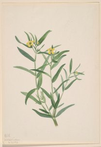  by Mary Vaux Walcott