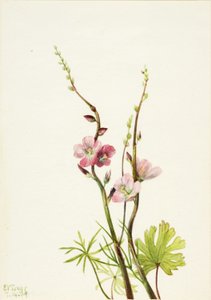  by Mary Vaux Walcott
