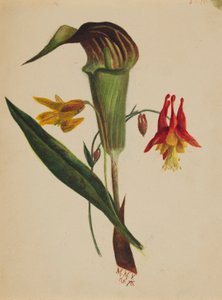  by Mary Vaux Walcott