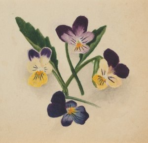  by Mary Vaux Walcott