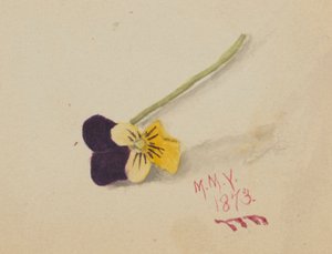  by Mary Vaux Walcott