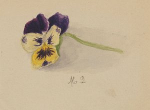  by Mary Vaux Walcott