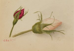  by Mary Vaux Walcott