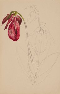  by Mary Vaux Walcott