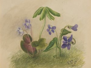 by Mary Vaux Walcott