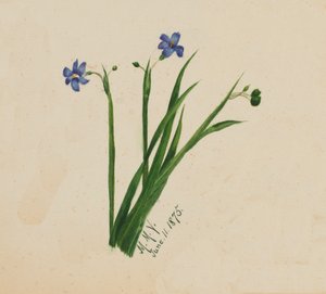 İsimsiz, 1875. by Mary Vaux Walcott
