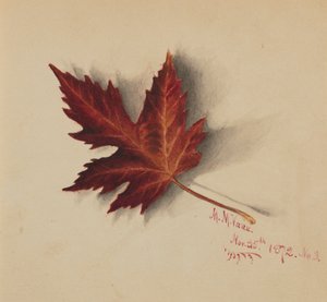 İsimsiz Sonbahar Yaprağı, 1872. by Mary Vaux Walcott