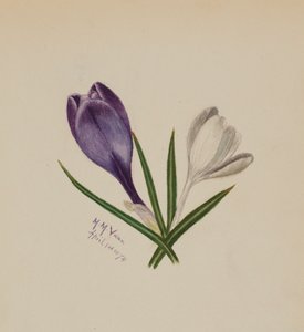 İsimsiz Çiğdemler, 1874. by Mary Vaux Walcott
