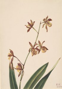 İsimsiz Çiçek Çalışması, 1924. by Mary Vaux Walcott