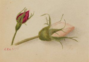 İsimsiz Gül goncası, 1874. by Mary Vaux Walcott