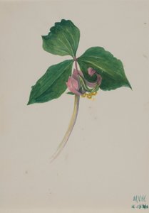 İsimsiz, ca. 1920. by Mary Vaux Walcott
