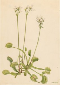  by Mary Vaux Walcott