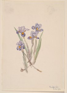  by Mary Vaux Walcott